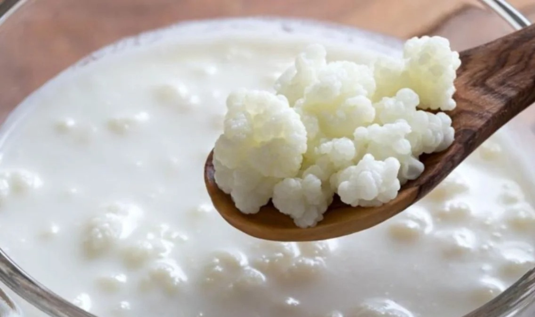 Kefir de Leite Caseiro: saúde viva feita na sua cozinha